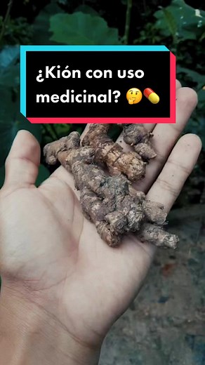 Conoce un poco más sobre los diferentes usos del kión. 🌿 #Perú #Ciencia #Kión #PueblosIndígenas #Amazonía #Selva
