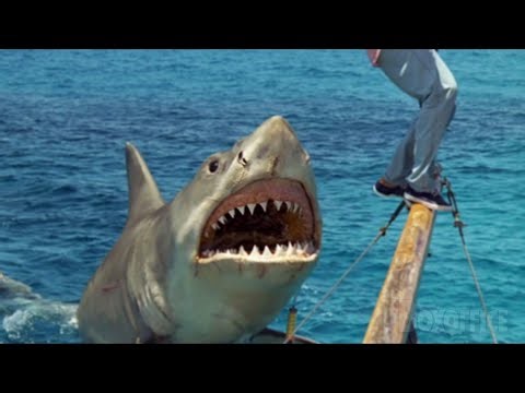 From Shark Hunter to Shark Snack | Jaws: The Revenge | CLIP