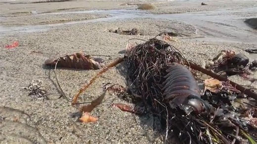Dead lobsters mysteriously wash up near San Onofre nuclear power plant