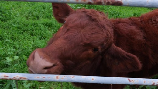 The Calming Effects of Cow Pee in Nature