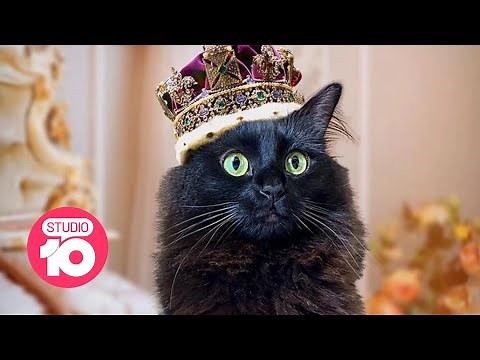 The World’s Most Famous Cat | Studio 10