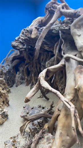 Aqua Scaper on Instagram: "Aquascape hardscape with dragon stone and spider wood. #Aquascape#aquascapes#aquascapeindonesia#aquascapejakarta#aquascapedesign#aquascapepemulaindonesia#aquascaping#fishtank#fishtanks#aquarium#aquariums#aquariumdesign#aquariumhobby#reeftank#terrarium#fishbowl#natureaquarium#plantedtank#plantedaquarium#plantedaquariums#freshwateraquarium# #hardscape#diorama#dioramas#dragonstone #freshwateraquarium#aquariumdecor #aquaticplants #scaping"