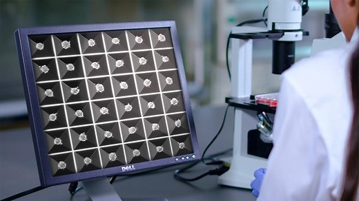 AggreWell™: Uniform, size-controlled embryoid bodies and 3D spheroid cultures | STEMCELL Technologies