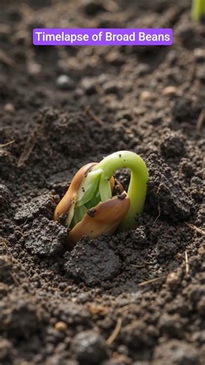 Timelapse of Broad Beans #broadbeans #timelapse #lifecycle #biology #educationalvideo
