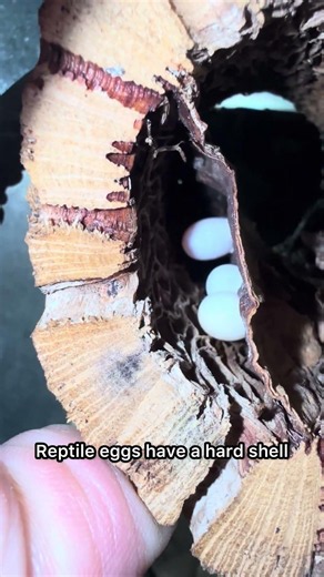 What’s The Difference Between A Reptile And An Amphibian — Most People Get This Wrong