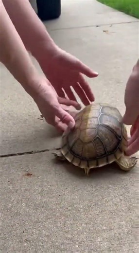 A turtle got flipped 🐢😳