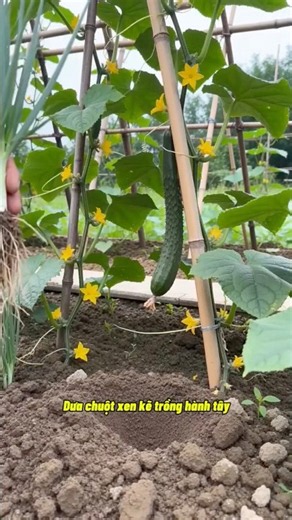 One Vegetable Growing Tip Every Day for Lush, Fast-Growing, and High-Yield Plants