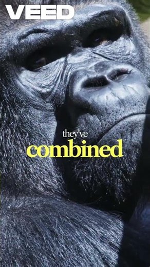 This gorilla can “talk”… and it’s wild. 🦍🤯