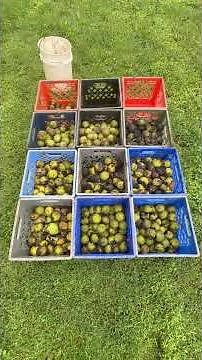 Going Nuts for Hulled Black Walnut Profits ($12 per 100 pounds) #treefarming