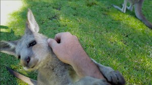 Bundie, the Eastern Grey Kangaroo Joey, just loves a good tickle. But don't we all! | Symbio Wildlife Park