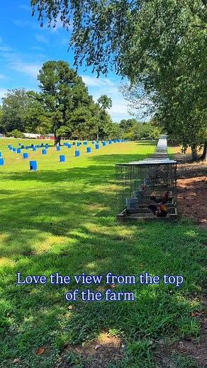 Love the view from the top of the farm 🤩🤩 #gallos #gamefowl | Boneyard farm