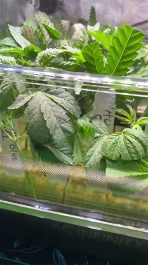 Humboldt seed company clones in the ac infinity dome #giagreen #drearth #tree #vivosun #acinfinity