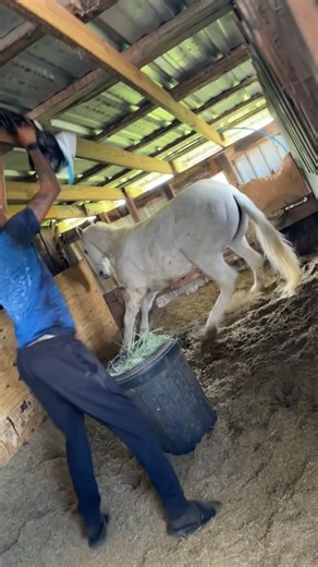 You can't miss this dramatic horse #horse #funny #animals #funnyvideos #Foryou.
