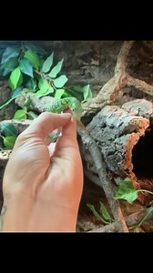 Available – Well-Started Green Tree Monitor (Varanus prasinus) We have this beautiful Green Tree Monitor, now available for a new home. She is well started, feeding very well, and thriving, with excellent body condition and perfect overall health. Green Tree Monitors are known for their bright emerald coloration, intelligence, and arboreal lifestyle, making them one of the most stunning and interactive monitor lizard species in the reptile hobby. This female has been raised under proper husbandr