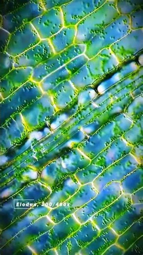 Vegetable & Plants Cell under Microscope | know your universe | Learn science biology #microscope