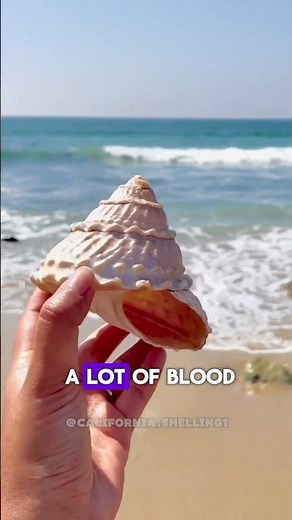 Sea shells are created and formed by animals!