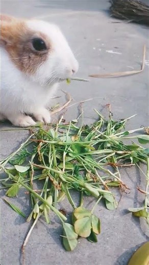 rabbit short#viral Dil Na Diya#viral #funny