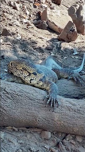 Just a Giant Lizard Chilling Like It Owns the Place 😎🦎