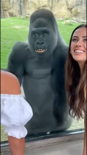 Common on Instagram: "Gorilla becomes hopeless romantic—picks flower and makes HEARTS for women (aww moment) Zoo. Gorilla exhibit. Two beautiful women WAVING at large gorilla through glass. Having FUN. Kind of TEASING. Greenery and WILDFLOWERS inside enclosure. Gorilla has REALLY BIG SMILE. Enjoying the ATTENTION. Then while women start LAUGHING, gorilla suddenly gets REALLY CLOSE to glass. Starts acting REALLY FUNNY. Gorilla BANGING glass playfully. Then POINTS at itself. Points back to WOMEN.