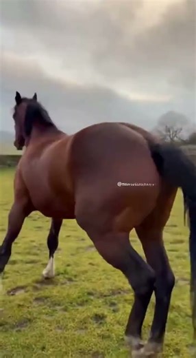 Dog and horse finally reunite, Caught on camera, Wholsome😍🥰🩷