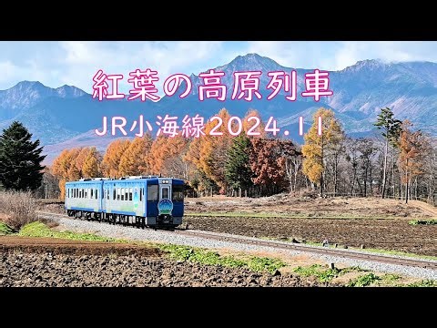 紅葉の高原列車（JR小海線 2024.11)