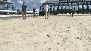 Members of the Tampa Bay Corgi Meetup Group use a visit from 10 News WTSP to get their dogs a workout in preparation for Saturday's Corgi races following the horse races. The two-day Summer Festival of Racing and Music is Friday and Saturday. | Tampa Bay Downs, Inc.