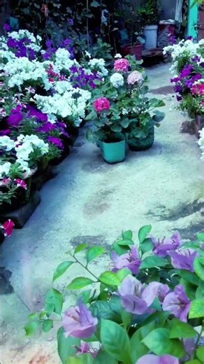 #homegarden #gardening #short.