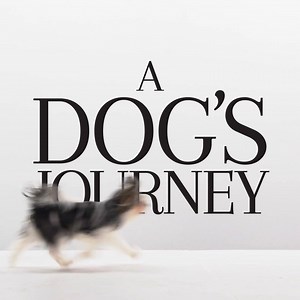 Experience the many lives of one good dog. Bailey's journey continues in #ADogsJourney May 17. | A Dog's Journey