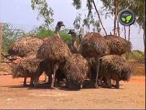 Emu Bird Farming - An Introduction