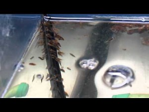 Clownfish Babies Day 9