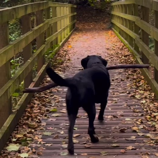 Three billy goats gruff? Nah—Chester is on patrol. Hope you have treats to pay the toll🍖⁣ ⁣ —————————————⁣ Thank you @chester.the.blacklab for being a Luvablelab Lab🐾 🐶⁣ ⁣ Stay pawesome 💕⁣ —————————————⁣ For a chance to be featured:⁣ ✅ Follow us⁣ ✅ Tag us⁣ ✅ Use #luvablelabsofinsta⁣ ——————————————-⁣ ⬆️⬆️⬆️⬆️⁣ Check out our admins in the highlights in our bio ❤️ ⁣ No DM’s please⁣ ——————⁣ #trollbridge #fairytales #dogadventures | Luvablelabs