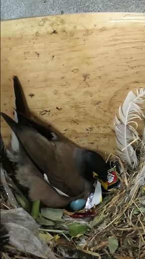 The Moment Myna Chicks Hatch From Their Eggs #birds #wildlife #amazing