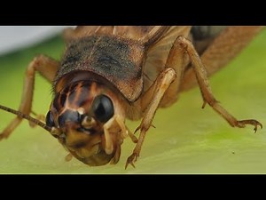 Is it ALIEN or just a CRICKET??? Super close MACRO!