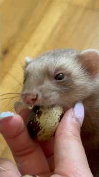 La position de Tsuki 😭 j’adore quand elle se met comme ça 😍🫶🏻 #ferret #animaux #cuteanimals