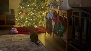 Jacqueline Jackson on Reels