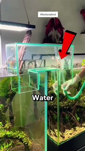 He Built a Floating Bridge for His Fish!