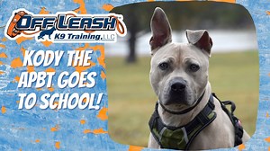 This handsome shelter sprung boy is Kody! He's a gorgeous three...