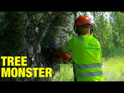 2025 Job 26: Felling a HUGE Rotten Birch Next to a Summer Cottage