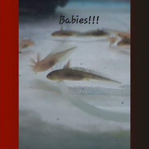 Axolotl eggs to hatching and growing legs