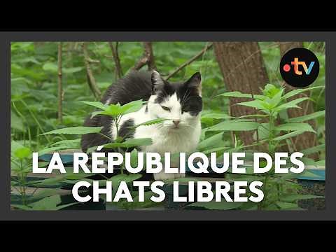 The Republic of Free Cats: Felines at liberty with legal protection