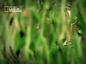 Promo Nat Geo Wild HD