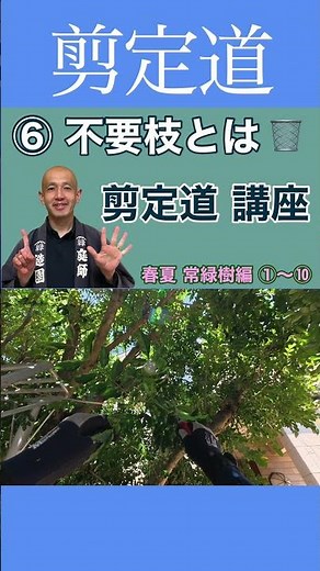 《剪定のルール》 実際に切りながら解説します #枝 #剪定方法 #庭木の手入れ #庭作業 #不要枝 #忌み枝 #徒長枝 #戻り枝 #枯れ枝 #接触枝 #越境枝 #初心者