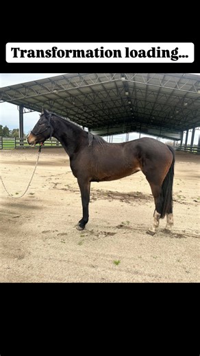 Muscle tone & movement can be improved in EVERY. SINGLE. HORSE!! Some of the benefits: ✔️ Comfort ✔️ Willingness ✔️ Soundness ✔️ Balance ✔️ Calmness …the list goes on BUT mobility & stability are essential for your horse’s health & happiness. And it starts with YOU! Being able to assess your horse’s muscle tone, posture and movement allow you to keep track of your training and whether it’s helping or hindering! Join me, Katrina, Feb 21st for a 1-Day Clinic centred on exactly this. Link in commen