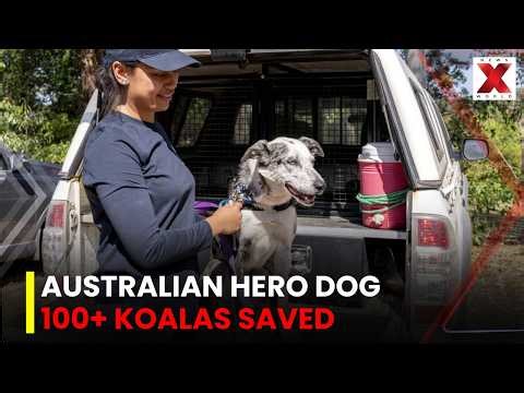 Meet Bear: The Australian Dog Who Saved a Hundred Koalas | NewsX World