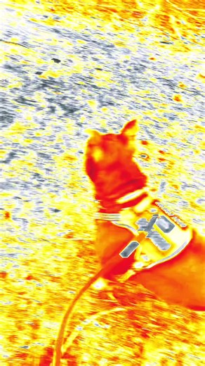 #americanbully #bully #myboy #family #goodboy