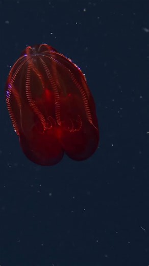 34K views · 5.4K reactions | The blood-red stomach disguises the...