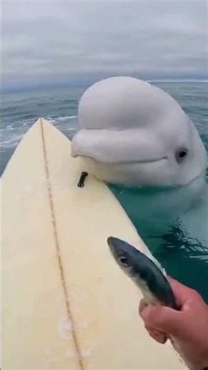 Beluga Was Playing… Then It Flipped My Board