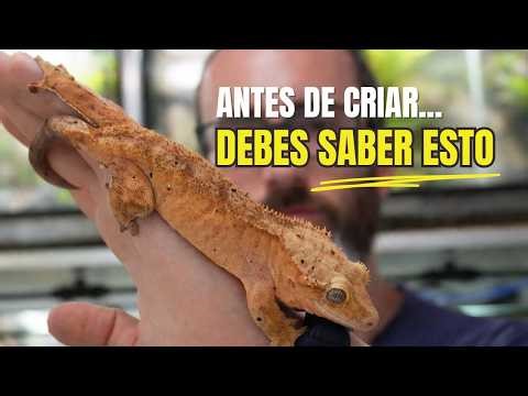 This is how we PREPARE for the Correlophus ciliatus BREEDING season 🦎 TIPS AND CROSSES 2026 | KAN...