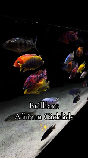 It’s like if I splashed rainbow paint in my aquarium. 🎨 These African Cichlids are just brilliant. 🥹 My gilled skittles in their tank. lol 🌈 One of these boys is coloring up again finally. 😎 Which one of your African Cichlids took the longest to color up?! ⁉️ May 2026 🐠✨ #africancichlids #aquariums #cichlids #fishkeeper #fishkeeping