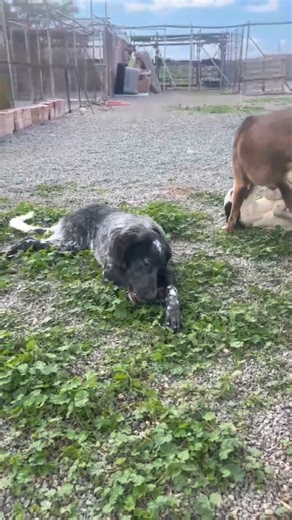 AIUTIAMO MORA 🙏 Oggi voglio parlarvi di Mora, timida canetta di 8 mesi originaria della Sardegna. Non il solito video di come un cane si è trasformato grazie ad un percorso educativo ma anzi di come Mora, a causa di alcune situazioni, ha avuto un’involuzione nella sua qualità di vita. Era destinata a lasciare la vita in rifugio per vivere in una nuova famiglia in Toscana, ma ciò non si è concretizzato ed adesso è destinata a farsi di nuovo il viaggio di ritorno in Sardegna. Nel frattempo tante 